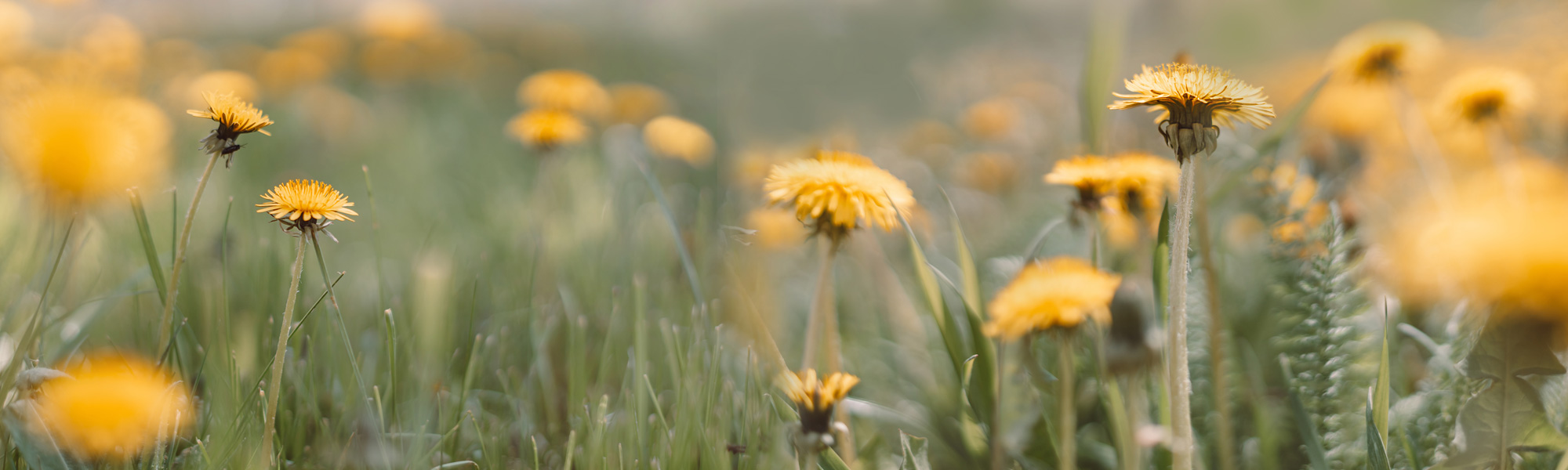 Header Ulrich Laubhof