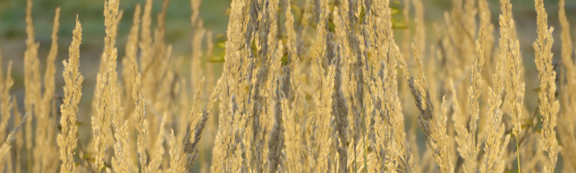 Header Ulrich Laubhof