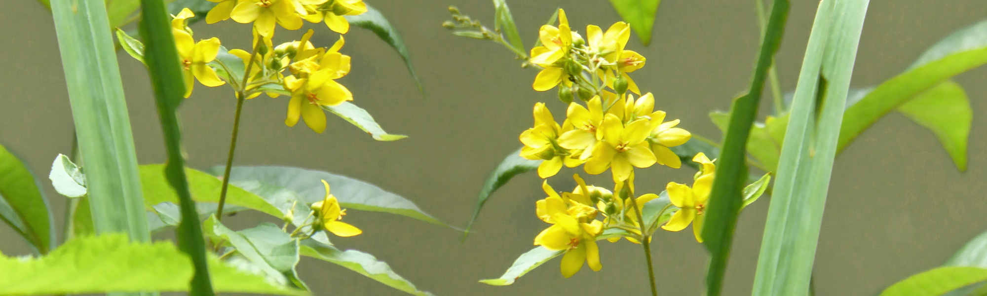 Header Ulrich Laubhof